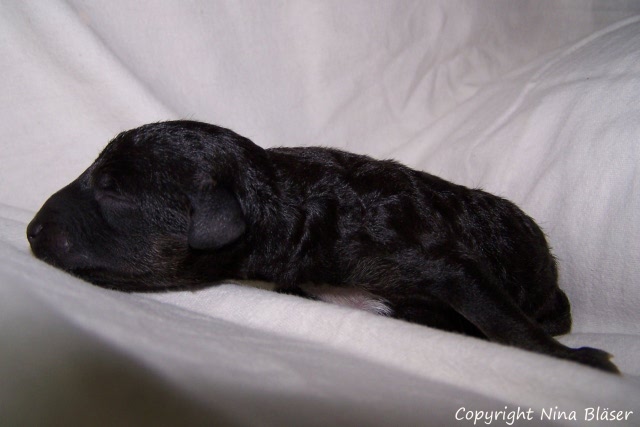 Ruede - Male 12012008 (6).JPG